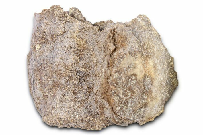 Fossil Mosasaur (Platecarpus?) Vertebra - Kansas #382066